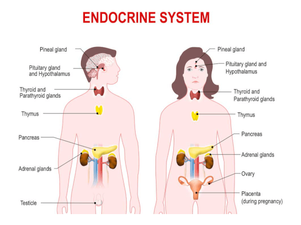 The Effects of Anxiety on the Endocrine System