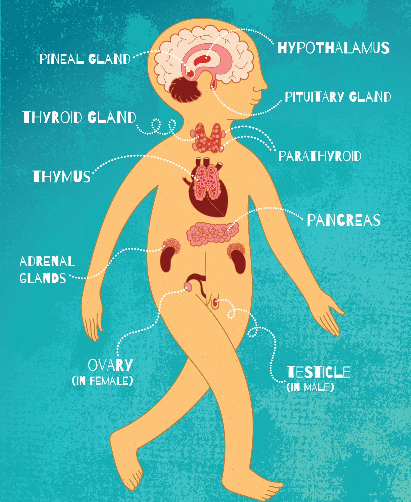 Introduction to Anxiety Caused by Hypothyroidism