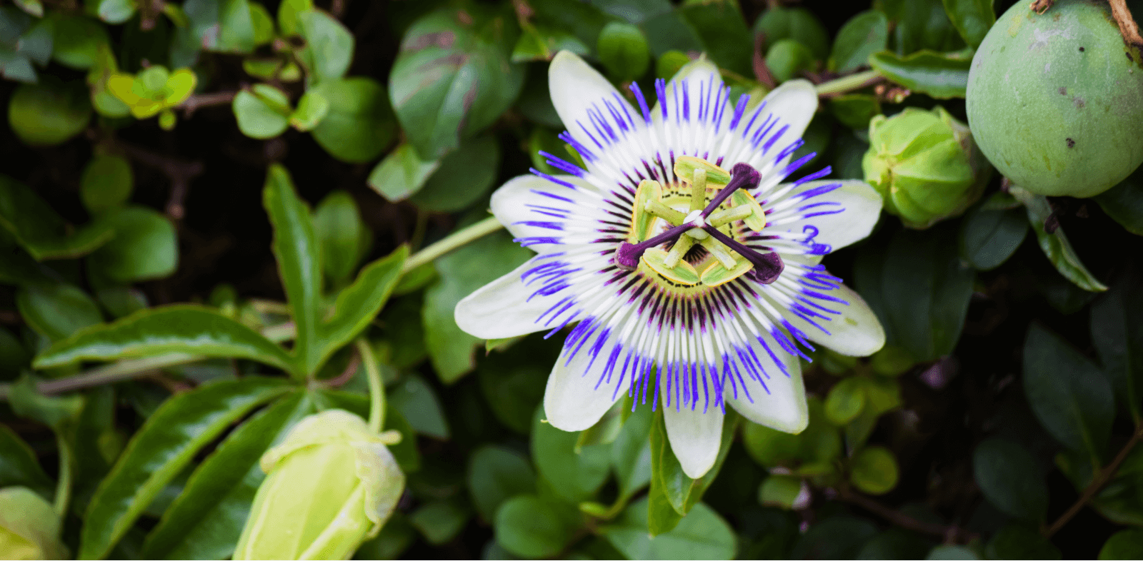 Taking Passion Flower for Anxiety: How Effective Is It?