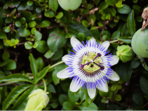 Taking Passion Flower for Anxiety: How Effective Is It?