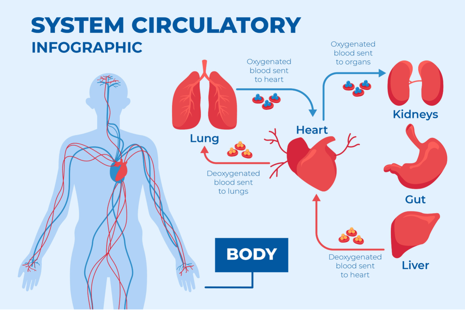 Blood circulation in the body