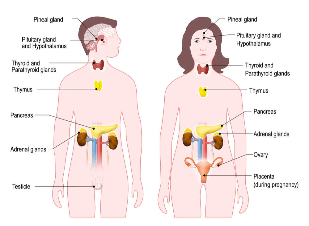 The Effects of Anxiety on the Endocrine System