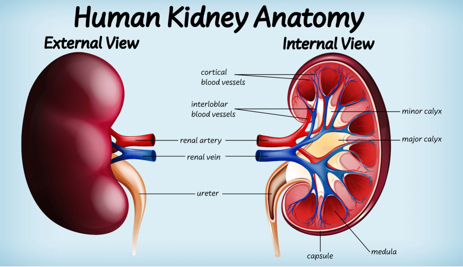 Can Anxiety Cause Kidney Problems