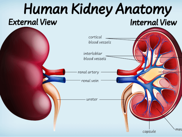 Can Anxiety Cause Kidney Problems